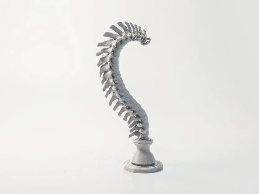 Mô hình điêu khắc cột sống giải phẫu in 3D - Image 3