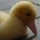 tjames_2172368