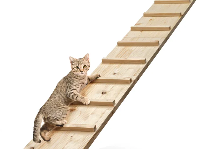Bậc thang leo tường Stealth Cat - Image 1