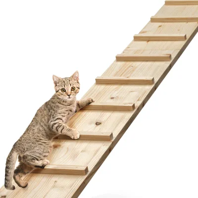 Bậc thang leo tường Stealth Cat