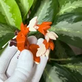Gấu Trúc Đỏ Flexi Baby Siêu Dễ Thương - Đồ Chơi Khớp Nối, Móc Khóa và Nam Châm - Thumbnail 15