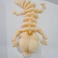 Mô hình xương thằn lằn (Esqueleto Lagarto) cử động linh hoạt - Thumbnail 2