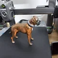 Mô hình tượng Chó Boxer chân thực - Thumbnail 2