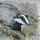 BadgerPrints