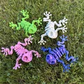 Mô hình ếch xương khớp nối (Articulated Skeleton Frog) - Thumbnail 6