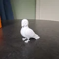 Chú Chim Bồ Câu Nhỏ Hạnh Phúc (Happy Little Pigeon) - Thumbnail 1