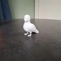 Chú Chim Bồ Câu Nhỏ Hạnh Phúc (Happy Little Pigeon) - Thumbnail 4