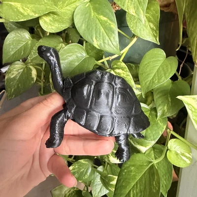 Mô hình Rùa Galapagos