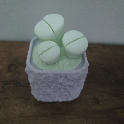 Mô hình cây Lithops kèm chậu