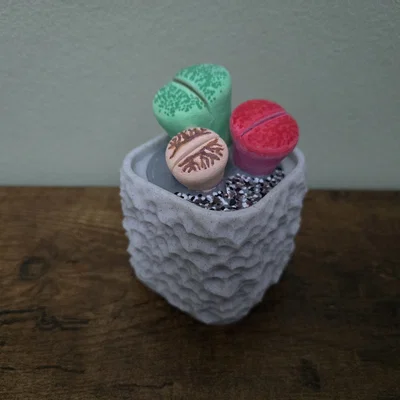 Mô hình cây Lithops kèm chậu