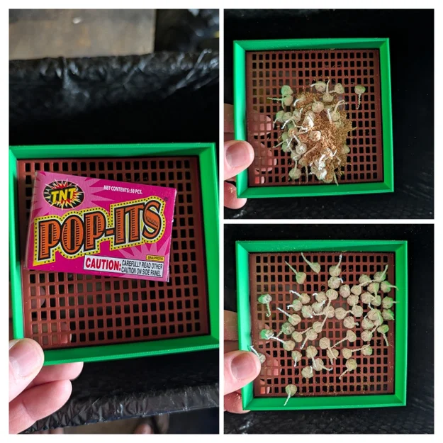 Khay rây mùn cưa cho đồ chơi Snappers (Pop-its) in 3D cực tiện - Image 1