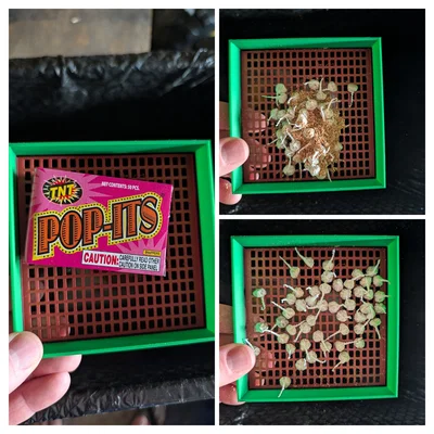 Khay rây mùn cưa cho đồ chơi Snappers (Pop-its) in 3D cực tiện