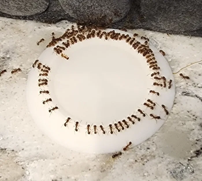 Khay Đựng Bả Kiến Đường (Sugar Ant Bait Dish) - Image 1