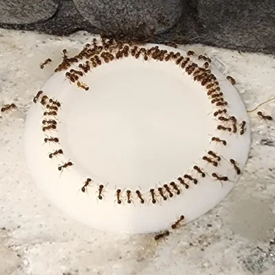 Khay Đựng Bả Kiến Đường (Sugar Ant Bait Dish)