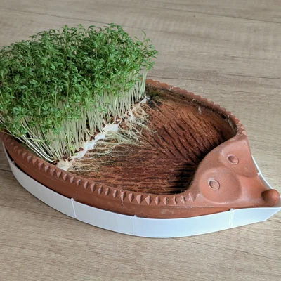 Khay thay thế cho chú nhím trồng cải mầm Römertopf Kresseigel