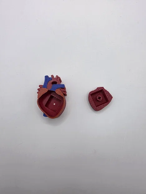 Mô hình trái tim Realistic Heart Clicker - Image 3