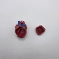 Mô hình trái tim Realistic Heart Clicker - Thumbnail 3