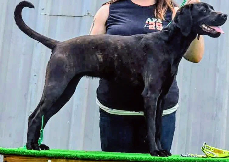 Mô hình 3D chó săn Plott Hound NOVA chất lượng cao - Image 1