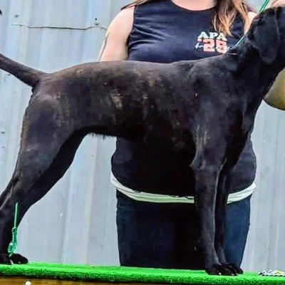 Mô hình 3D chó săn Plott Hound NOVA chất lượng cao