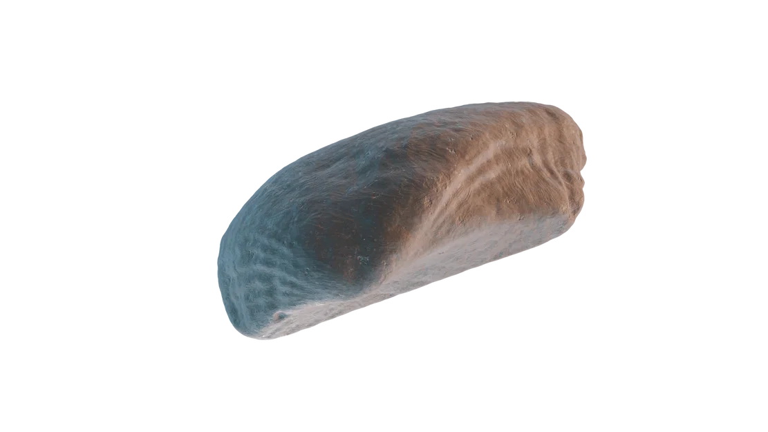 Mô hình vỏ sò 3D (Seashell 3D Scan) tinh xảo - Tải tệp STL miễn phí - Image 1