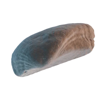 Mô hình vỏ sò 3D (Seashell 3D Scan) tinh xảo - Tải tệp STL miễn phí