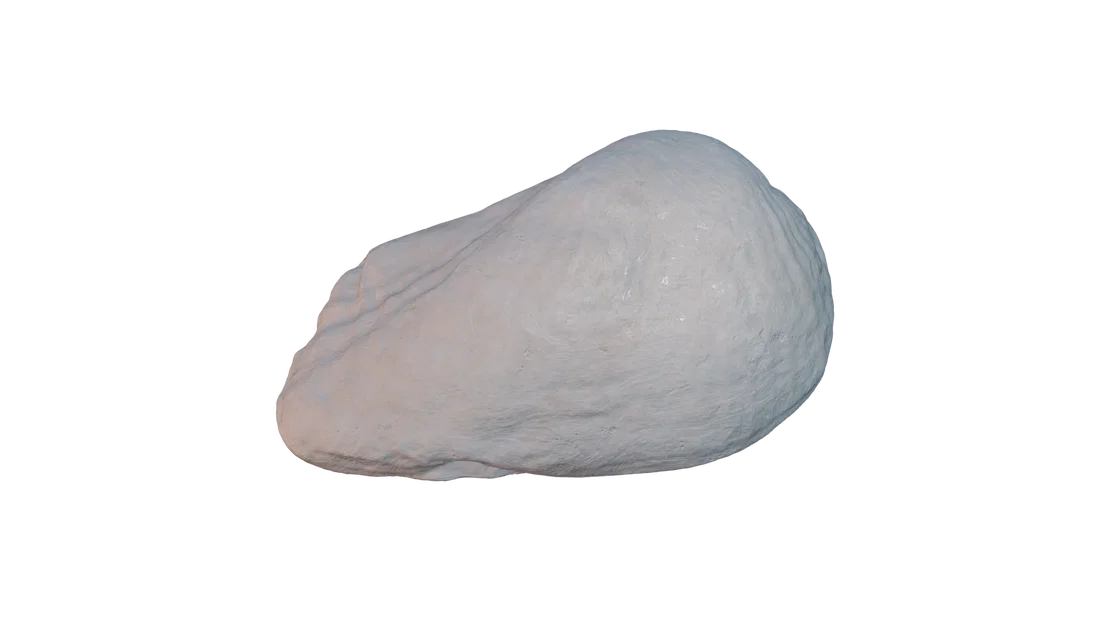 Mô hình vỏ sò 3D (Seashell 3D Scan) tinh xảo - Tải tệp STL miễn phí - Image 3
