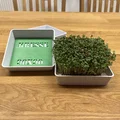 Bộ dụng cụ trồng rau mầm Cress – Kèm hướng dẫn chi tiết - Thumbnail 1