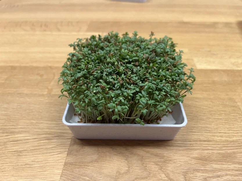 Bộ dụng cụ trồng rau mầm Cress – Kèm hướng dẫn chi tiết - Image 7
