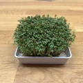 Bộ dụng cụ trồng rau mầm Cress – Kèm hướng dẫn chi tiết - Thumbnail 7