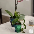 Chậu Cây Low-Poly Xoắn Ốc Hiện Đại - Thumbnail 9