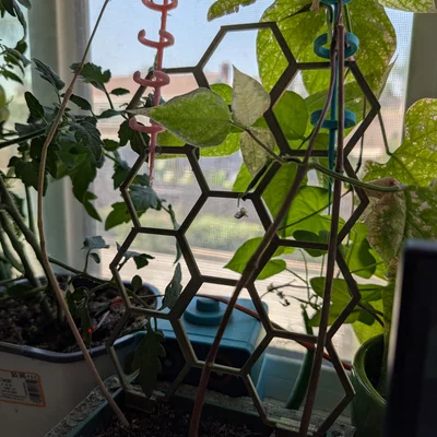 Khung hỗ trợ cây leo 3D dạng lục giác (Hexagonal Plant Support)