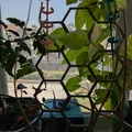 Khung hỗ trợ cây leo 3D dạng lục giác (Hexagonal Plant Support) - Thumbnail 3