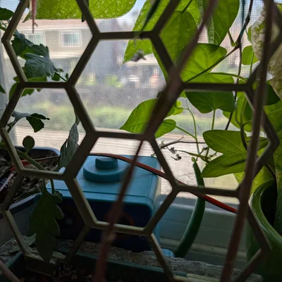 Khung hỗ trợ cây leo 3D dạng lục giác (Hexagonal Plant Support)