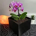 MAKEDOMINI - Chậu Cây Mô-đun In 3D (Dễ In, Không Cần Support) - Thumbnail 1
