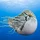 LargeMollusk_1091637