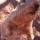 IRaptor_2892597