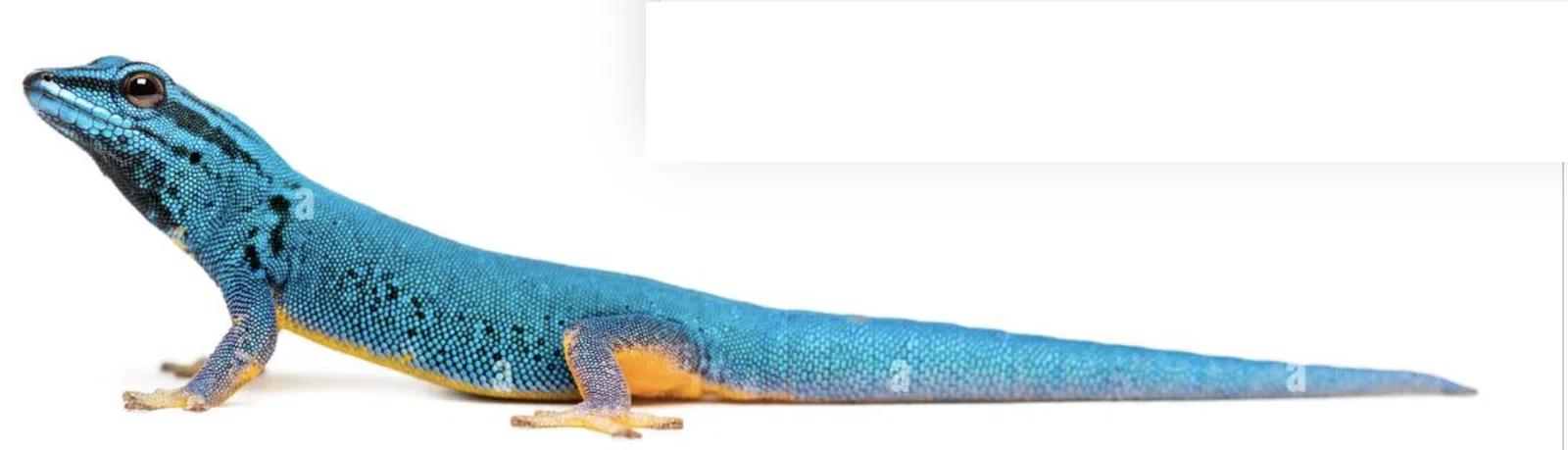 Mô hình tắc kè Flexi Electric Blue Day Gecko - Image 1