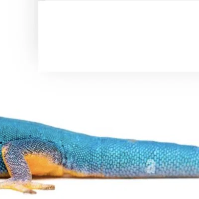 Mô hình tắc kè Flexi Electric Blue Day Gecko