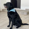 Mô hình chú chó Sábra – Chân thực từ ảnh chụp - Thumbnail 1