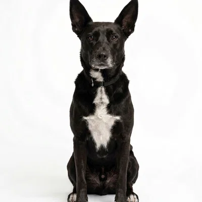 Mô hình chú chó lai - Vero's Dog