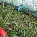 Kẹp Cố Định Khung Nhà Kính (Polytunnel) - Thumbnail 1