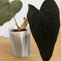 Chậu trồng cây thoáng khí cho kiểng lá (Aroids) - Thumbnail 1