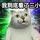 woodoo_1005388