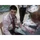 Eljotapede_2495372