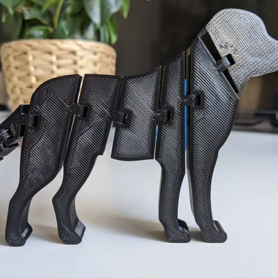 Chú chó Labrador linh hoạt (Flexi Labrador)
