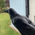 Mô hình con quạ (Crow) có sẵn support - Thumbnail 1
