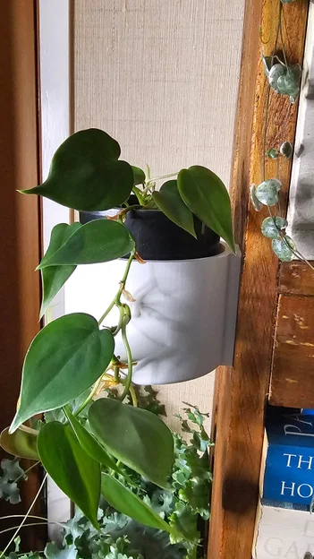 Chậu cây treo tường dạng trượt - Slide-On Wall Planter Cup - Image 1