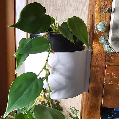 Chậu cây treo tường dạng trượt - Slide-On Wall Planter Cup