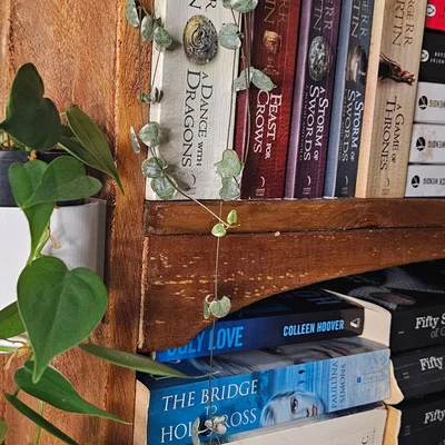 Chậu cây treo tường dạng trượt - Slide-On Wall Planter Cup