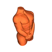Mô hình tượng thân người nam (Man Torso) in 3D nghệ thuật